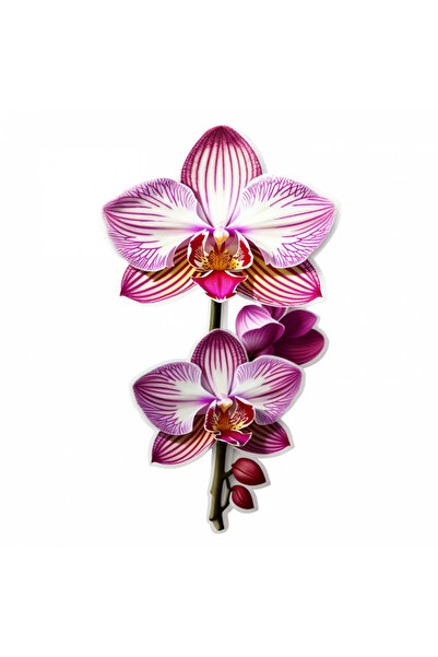 INOVATIX Set de 8 autocolante cu flori de orhidee, INOVATIX®. 6 cm