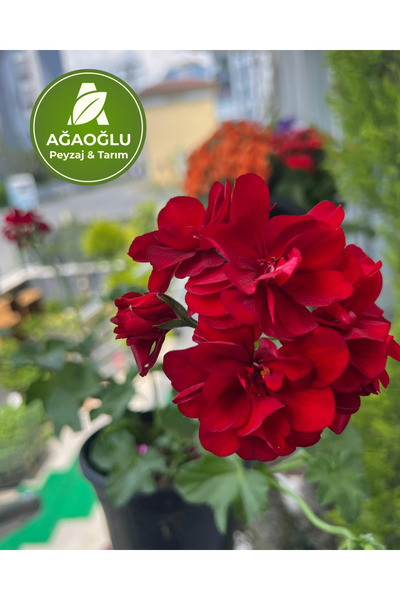 Ağaoğlu Kırmızı Sardunya (Pelargonium) – Çiçekli, Üretim Saksısında Balkon & Bahçe Bitkisi