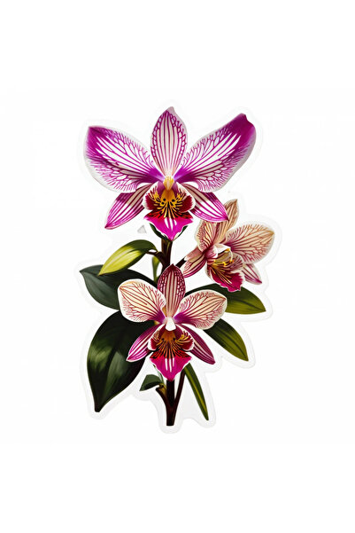 INOVATIX Set de 8 bucăți, Autocolant Orhidee zygopetalum, INOVATIX®. 6 cm