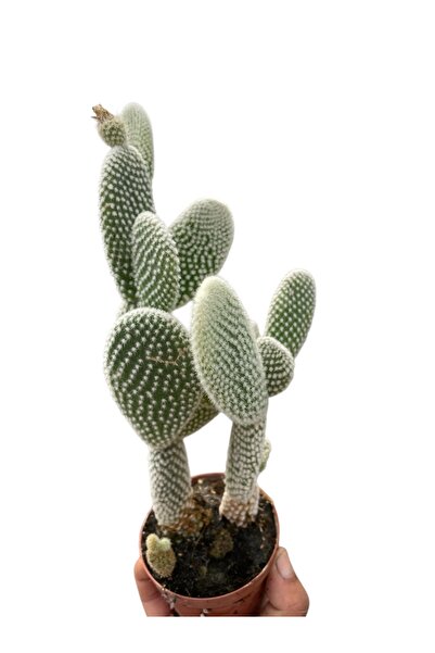 SUCCART Opuntia Microdasys Alba(Beyaz Tavşan Kulağı Kaktüs)