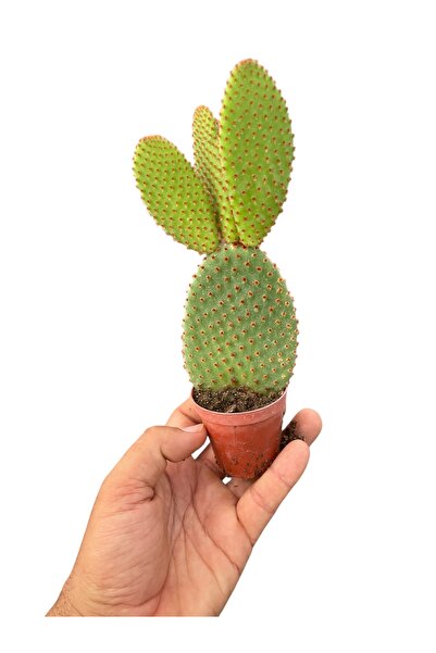 SUCCART Opuntia Microdasys Rufida(Kırmızı dikenli tavşan kaktüs)