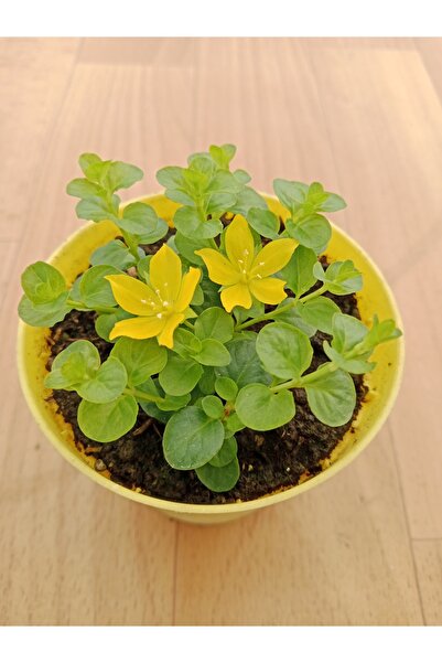 Ravza Çiçekçilik Sarıkız Çiçeği Sarkan Bitki Ev Ofis Salon İçin Lysimachia nummularia