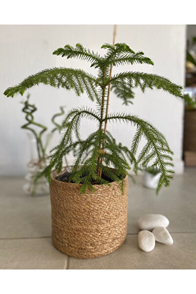 Ağaoğlu Norfolk Çamı - Salon Çamı - Mini Yılbaşı Ağacı (Araucaria Heterophylla)