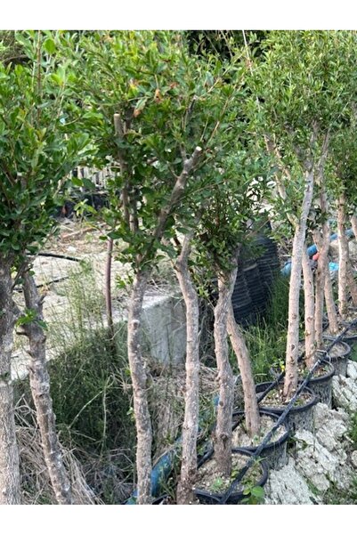 ASES 7 YAŞ SAKSIDA ;KALIN GÖVDELİ ,MEYVE VEREN HİCAZ NAR FİDANI BOY 150-200 CM