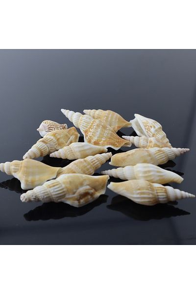 Generic A collection of natural shells for aquariums and terrariums