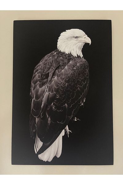 Generic Wall panel - Falcon