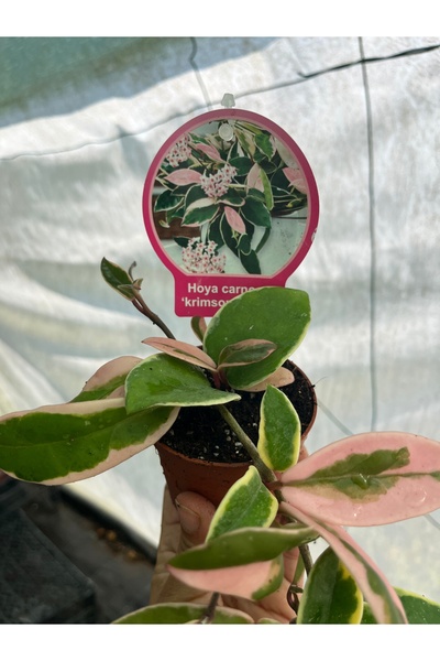 nazlı çiçekçilik Hoya Alacalı Mum Çiçeği