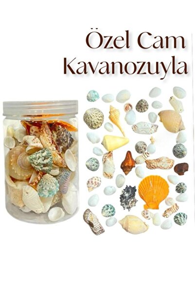 Kafkas Deniz Kabuğu 231 Karışık Cam Kutu