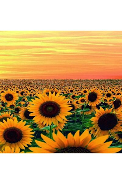 Pastelya Sayılarla Boyama Seti Çerçeveli Kasnaklı Ayçiçek Tarlası 40 x 50 Cm