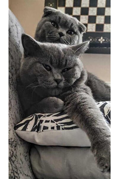 Pastelya Sayılarla Boyama Seti Çerçeveli Kasnaklı Ponçik Kediler 40 x 50 Cm