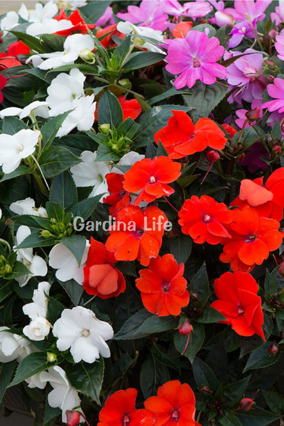 Gardina Cam Güzeli Çiçeği Fidesi MIX 5 Adet ( SUNPATIENS VIGOROUS )