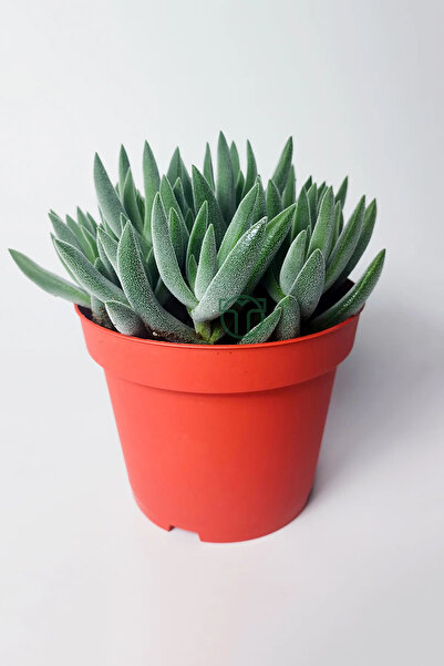 Toptan Kaktüs Crassula Mesembryanthemoides tüylü yapraklı özel tür sukulent