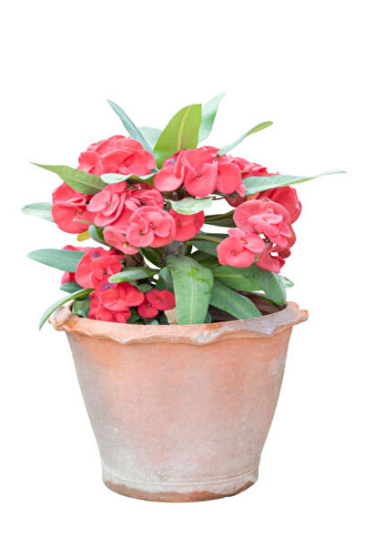 Flora Vadi İthal Dolgun Formlu Pembe Renkli Milli Dikenler Tacı çiçeği (20-40...