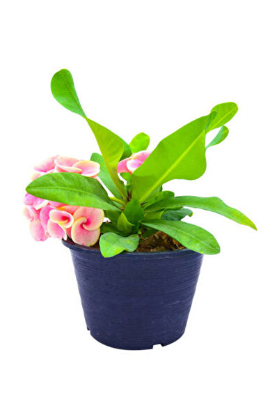 Flora Vadi İthal Dikenler tacı Çiçeği 1 Adet Saksılı (20-40 Cm) (Euphorbia milii)