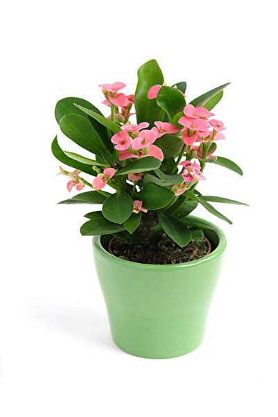 Flora Vadi İthal İri Çiçekli Milli Dikenler Tacı Çiçeği Pembe Renk (20-40 Cm) Saksılı (Euphorbia milii)