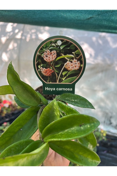 nazlı çiçekçilik Hoya Mum Çiçeği Yeşil Yapraklı İç Mekan Bitkisi