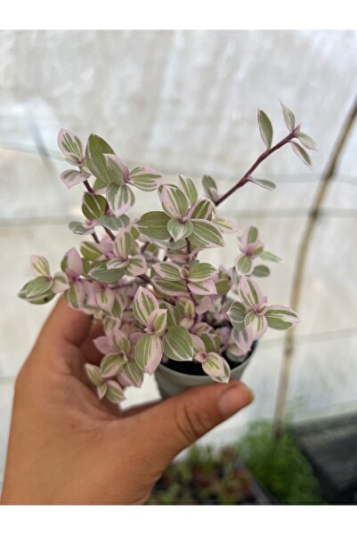 nazlı çiçekçilik Calisia Repens Pink Lady Mini Pembe Yapraklı Telgraf Çiçeği