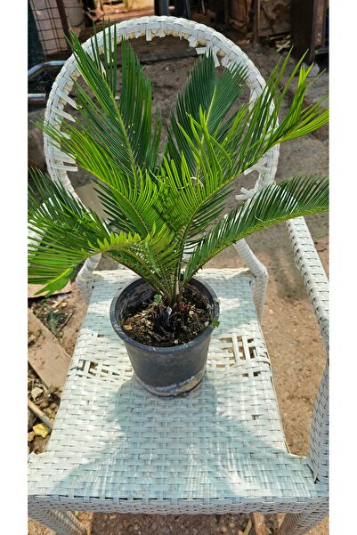 YAĞMUR FİDANCILIK Sikas Japon Palmiye (CYCAS) 40-50 Cm Yeni Ürün