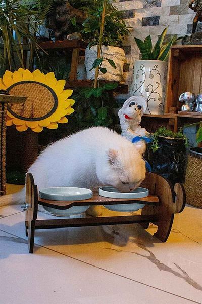 GOBYPET Wooden Cat Food Ceramic Water Bowl Stand, Cat Food Bowl, Gift Cat Carpet