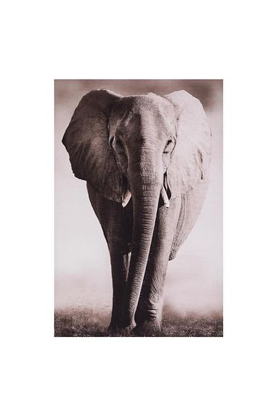 Generic atmosphera High Definition Animal Printed Canvas Frame Assorted Color 75 x 115cm 185916