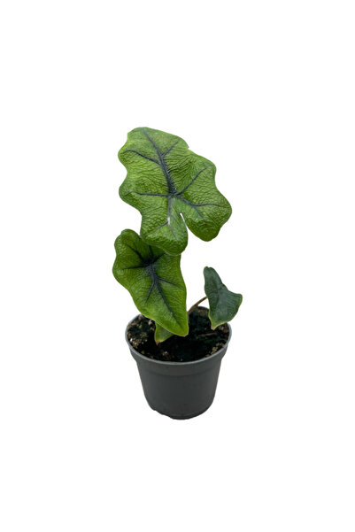Betonish Alocasia Jacklyn (Fil Kulağı)