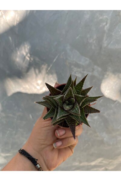 nazlı çiçekçilik Yılan derisi kaktüs Haworthia