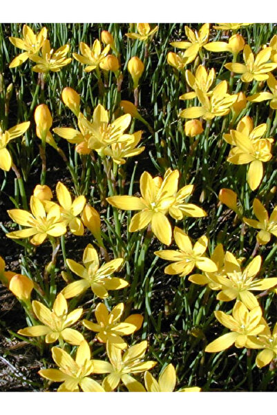 CANBOTANİK 1 Adet Sarı Zıpçıktı Çiçeği (Yağmur Çiçeği) Soğanı