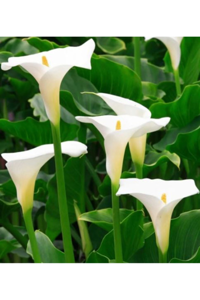 5 White Gala Zantedeschia Kala Cala Flower Bulbs