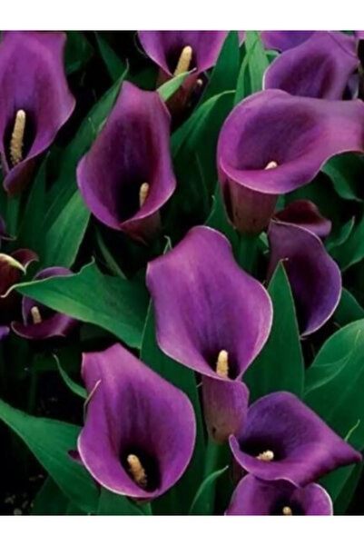 CANBOTANİK 3 Adet Mor Gala Zantedeschia Kala Cala Çiçeği Soğanı