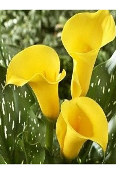 CANBOTANİK 1 Adet Sarı Zantedeschia Kala Cala Gala Çiçeği Soğanı