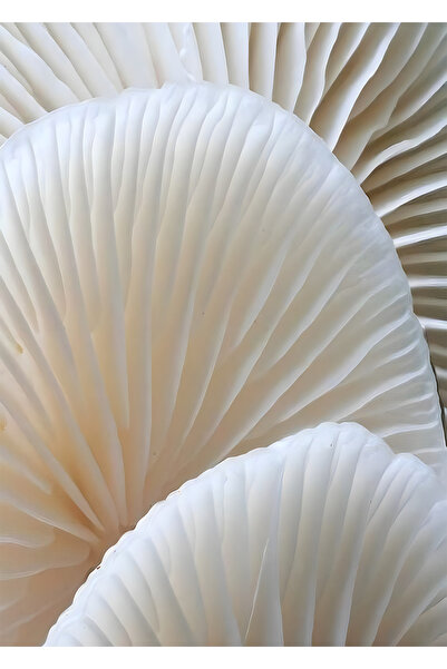 Harikabirev HARİKABİREV|SOFT KREM BİTKİLİ-PALMİYE MODELİ |PLEKSİ ÇERÇEVELİ MDF PLKSMDF