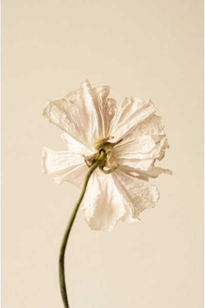 Harikabirev HARİKABİREV | Cremă verde combinație de flori asortate (botanică) | MDF PLKSMDF CU CADRU PLEXY