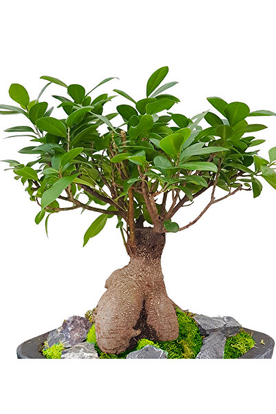 çiçekseli Ficus Gingseng Bonsai Salon Bitkisi Hediyelik Canlı Ofis Bitkisi