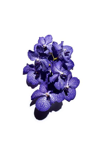 Clarins Paris Blue Orchid Treatment Face Oil Dehydrated Skin 125 ml