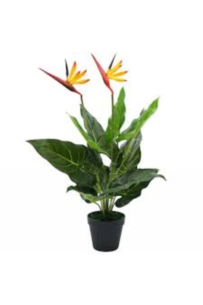 Köy Tohumları 3 Adet Tohum Tropikal Cennet Kuşu Çiçeği Tohumu Organik Tohum S...