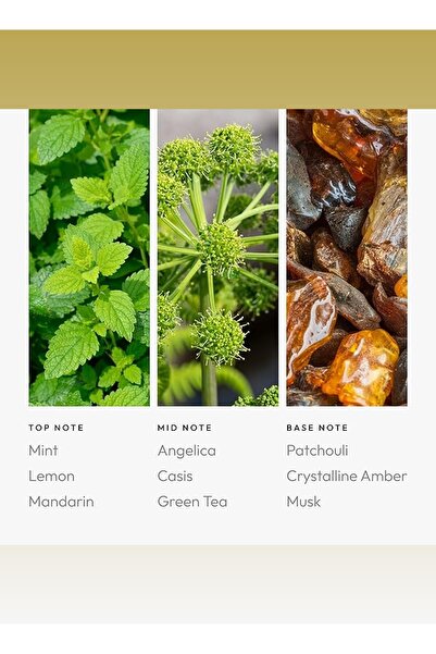 Aroma360 زيت Cancer Pro-Pod لموزعات الزيوت الفاخرة - النعناع، والأنجليكا، والباتشولي - 50 مل، 1.7 أونصة سائلة