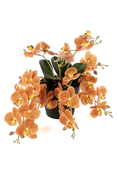 Desi Concept Net أوركيد رومانس كهرمان 33 سم