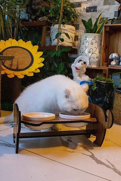 GOBYPET Wooden Cat Food Ceramic Water Bowl Stand, Cat Food Bowl, Gift Cat Carpet