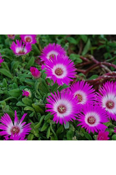 Hınzır Saksıda Kazayağı Çiçeği(Acem Halısı)