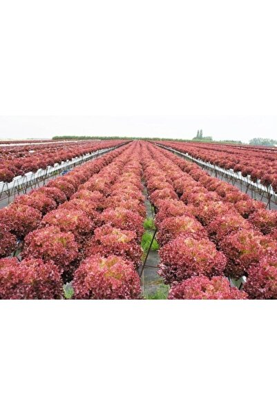 Köy Tohumları 50 Adet Tohum Nadir Bulunan Turuncu Kıvırcık Maydanoz Maydonoz ...