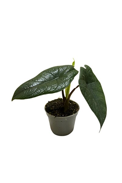 Betonish Alocasia Scalprum (Fil Kulağı)