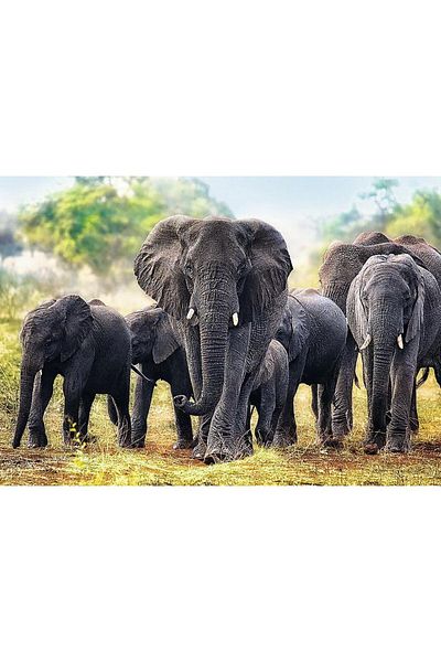 Trefl Puzzle Trefl 1000 piese - Elefanti Africani