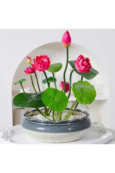 Serdar Çam Tohumculuk 5 Adet Tohum Nadir Pembe Nilüfer Su Çiçeği Organik Lotu...