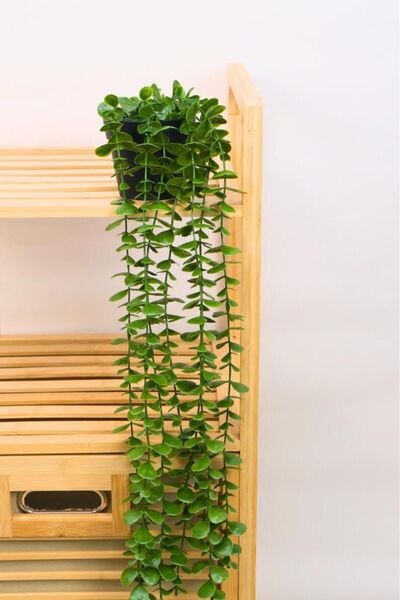 Ayshe Home Concept Dekoratif Saksılı 7’li Yapay Sarkıt Bitki Çiçek Sarmaşık 40cm