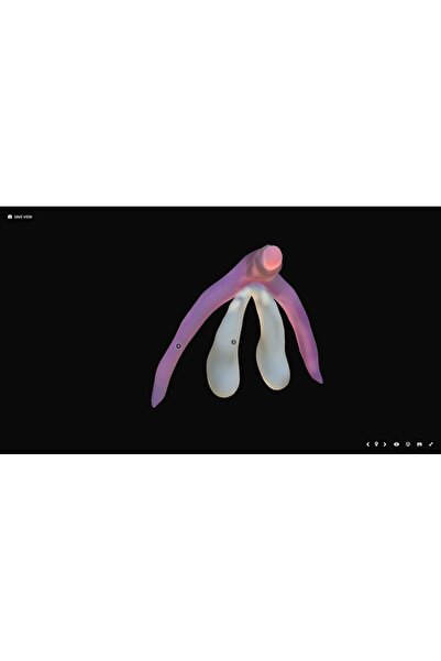 opencart Yeni Anatomik Klitoris (Sadece Plastik Aparattır!!!)