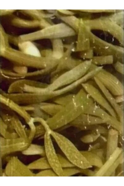 SİLİFKE MARKET Kaya Koruğu Turşusu 1500 ml