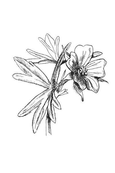 Alteya Organics Ulei de nucsoara 100% Alteya Organics 5 ml