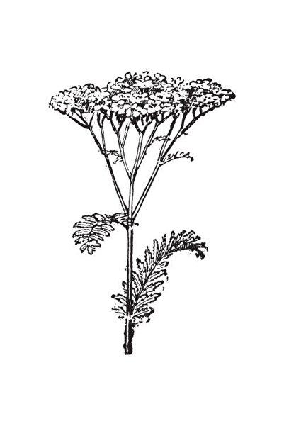 Alteya Organics Ulei de coada-șoricelului 100% Alteya Organics 5 ml