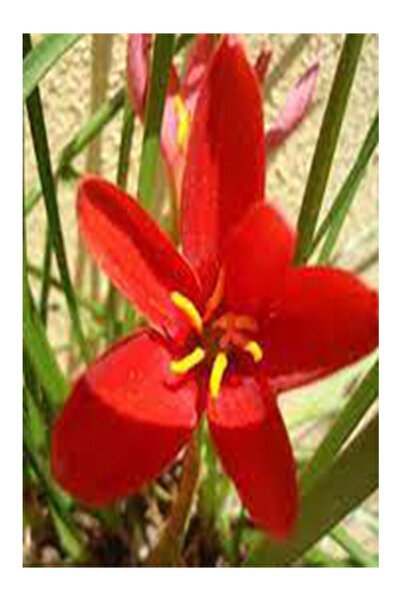 CANBOTANİK 5 Adet Kırmızı Zıpçıktı Çiçeği (Yağmur Çiçeği) Soğanı