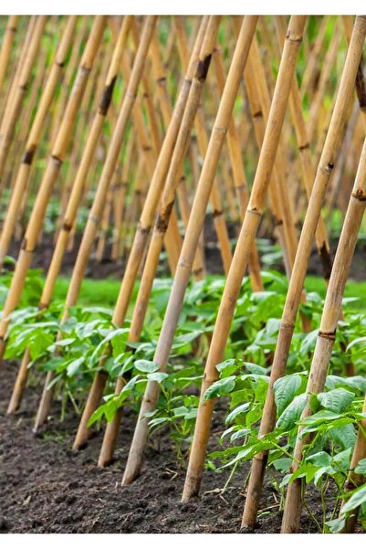 FİDAN PAZARI Bitki Destek Çubuğu 10 Adet 150 Cm